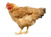 1-chicken.jpg